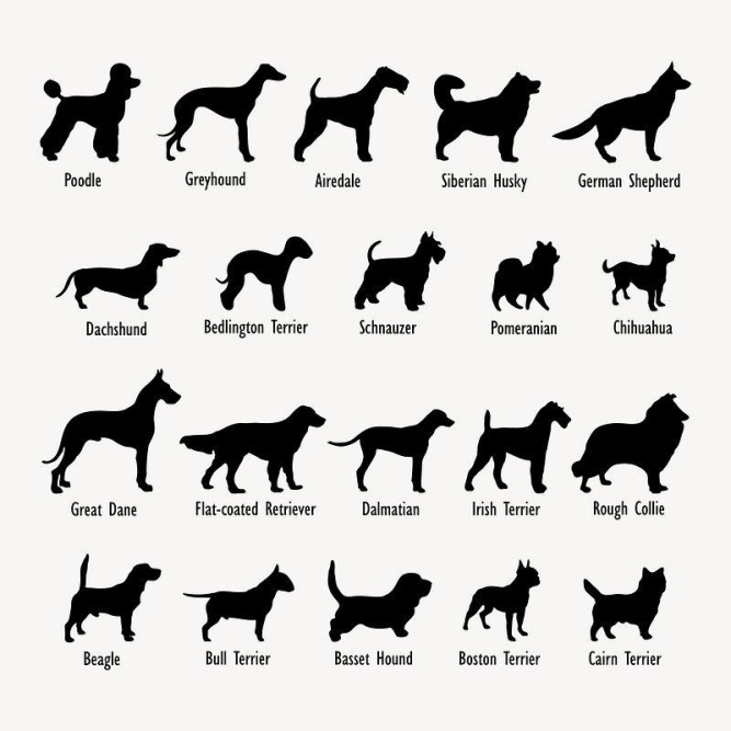 Discover the Top 10 Dog Breeds of 2021 A Detailed Guide Animascorp