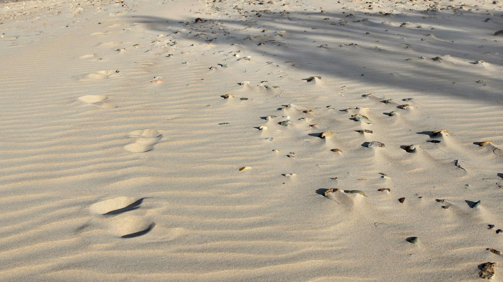 Luciane Buchanan's Body Measurements A Biographical Insight Animascorp