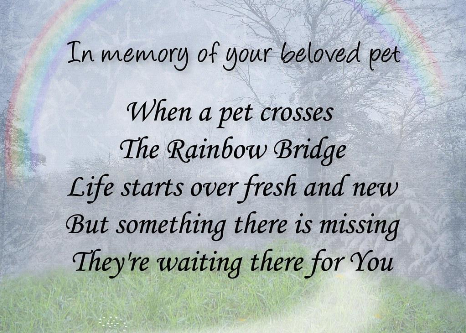 Rainbow Bridge Poem: A Tribute to Lost Pets - Animascorp