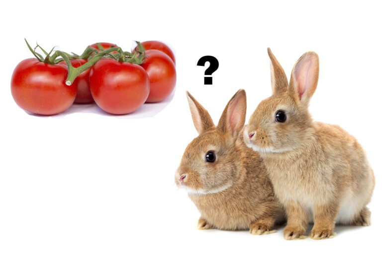 Can Rabbits Eat Tomatoes? Why Tomatoes Can Be Rabbit Treats Animascorp