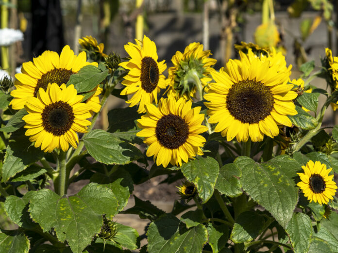 Dwarf Sunflowers