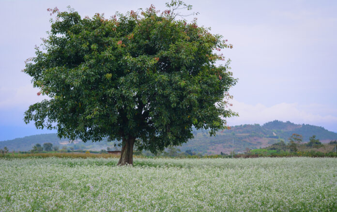 mustard tree