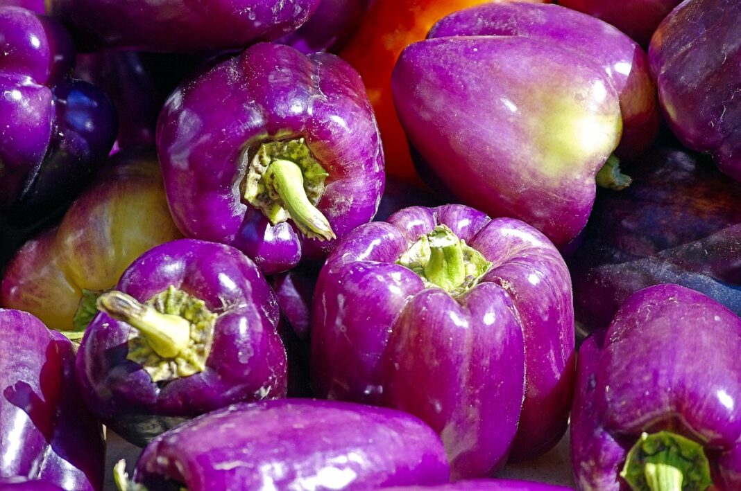 Purple Peppers Facts, Grow, Propagate & More Animascorp
