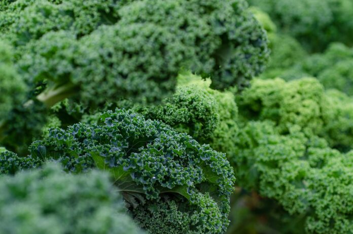 How To Harvest Kale