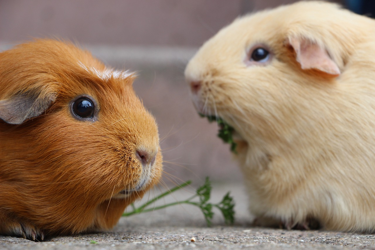 Can Guinea Pigs Eat Radishes? Animascorp