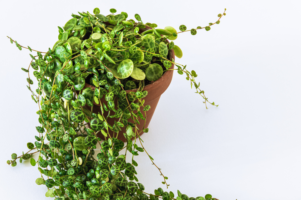 String of Turtles Care, Growing and Propagate Tips Animascorp