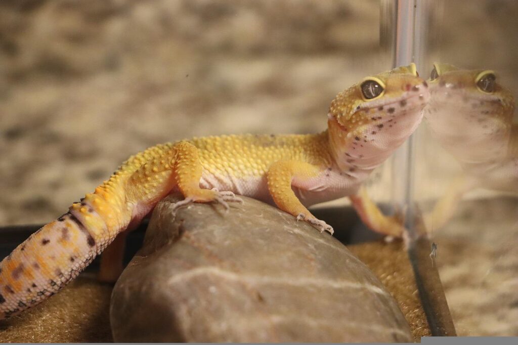 Can Leopard Geckos Eat Fruit? Diet and Care Advice Animascorp