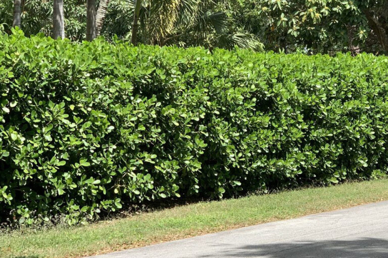 Clusia Hedge: How to Pant and Care For It - Animascorp