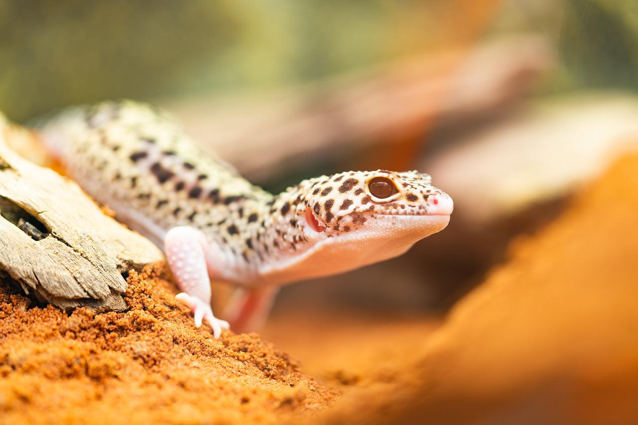 Leopard Gecko Shedding Everything You Need To Know Animascorp