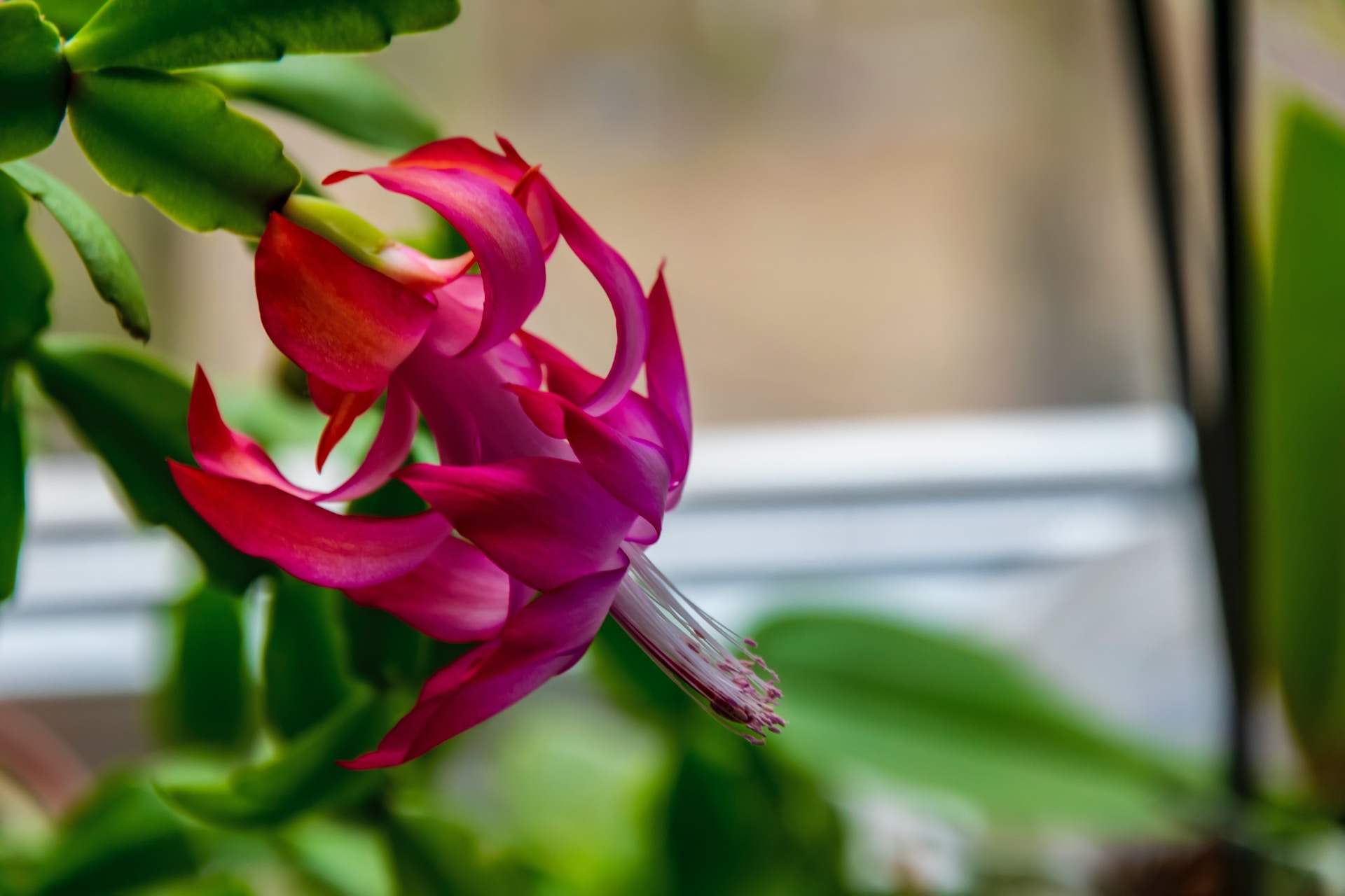 How to Successfully Propagate Christmas Cactus Animascorp