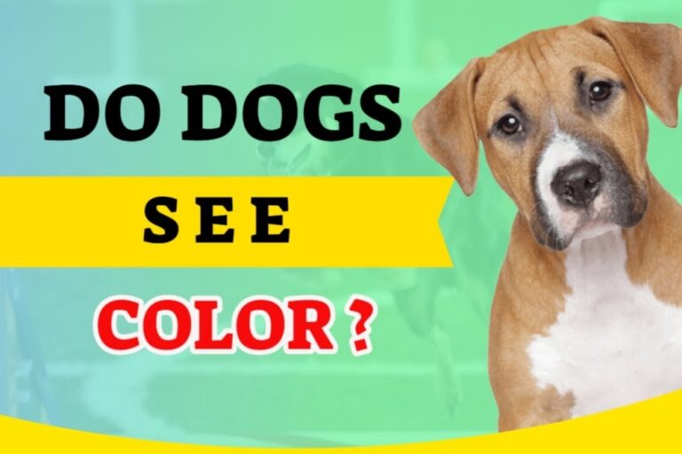 Uncovering The Canine Rainbow Exploring The Color Vision Of Dogs uncovering-the-canine-rainbow-exploring-the-color-vision-of-dogs