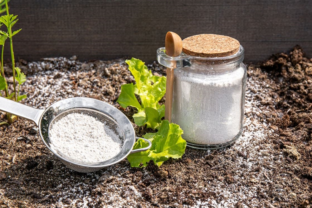 Discover the Magic of Diatomaceous Earth A Comprehensive Guide on How