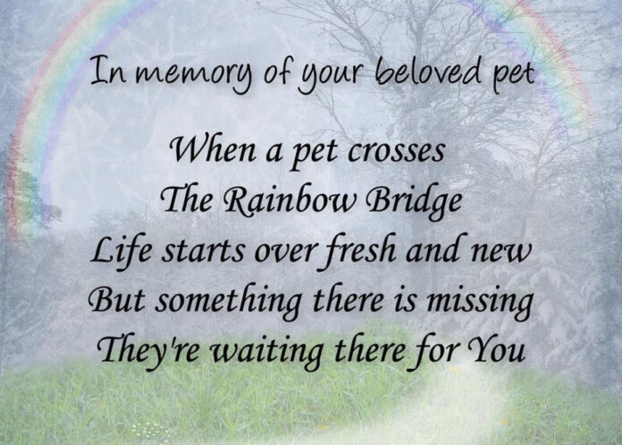 Rainbow Bridge Poem: A Tribute to Lost Pets