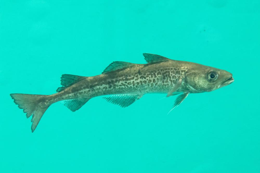 Discovering the Alaskan Pollock Fish Animascorp