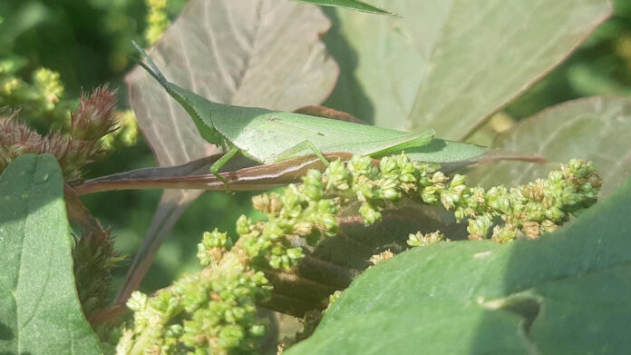 Eradicating Racism: Steps to Achieve Eracism