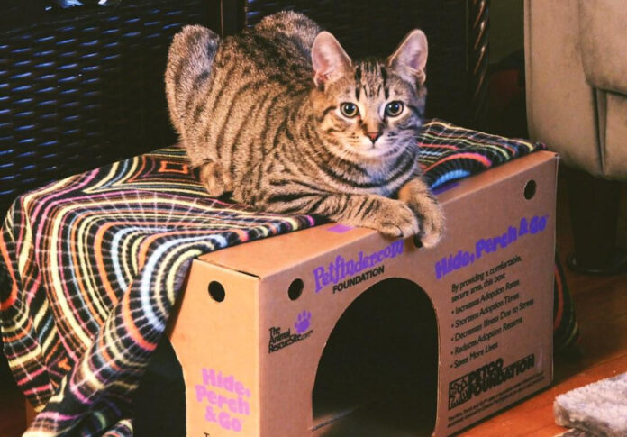 Petco Foundation: Impacting Animal Welfare