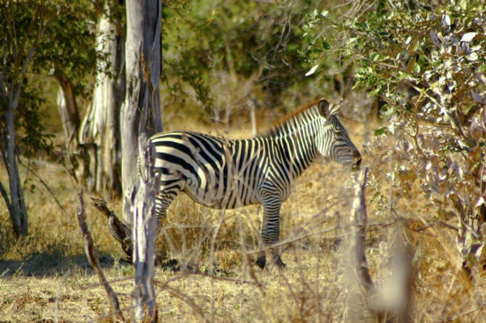 Protecting Wildlife: The Importance of Creature Conservancy