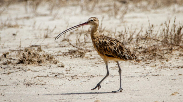 Habitat for Humanity Louisville: Volunteer & Build Homes