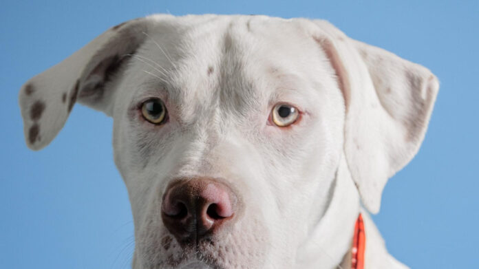 Adopt a Pet from Humane Society of Tampa Bay