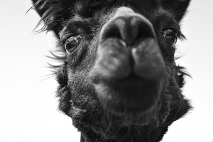 United Animal Friends: Advocates for Animal Welfare