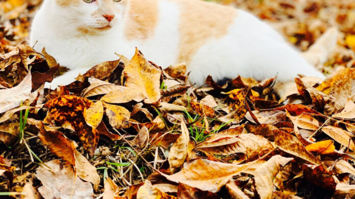 CCLA: A Comprehensive Guide to Its Benefits