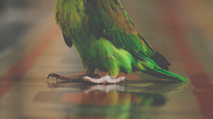 exploring-the-unique-features-of-the-lc-bird-species.jpg Exploring the Unique Features of the LC Bird Species