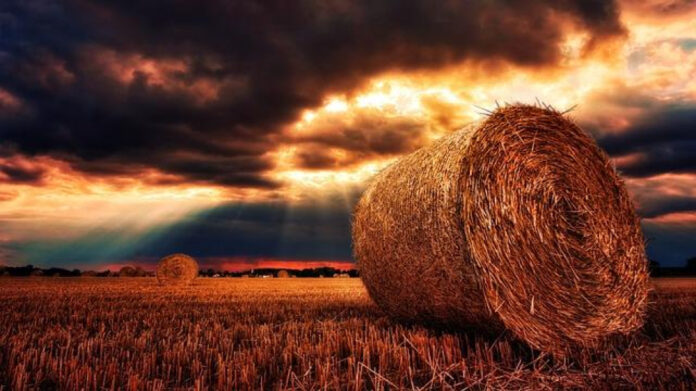 Harvest Tyme: A Complete Guide to Autumn Bounty