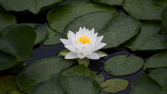 Exploring the Life of Shiloh Jolie-Pitt: From Her Early Years to Present