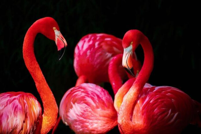 captivating-flamingo-gardens-photos-a-visual-journey.jpg Captivating Flamingo Gardens Photos: A Visual Journey