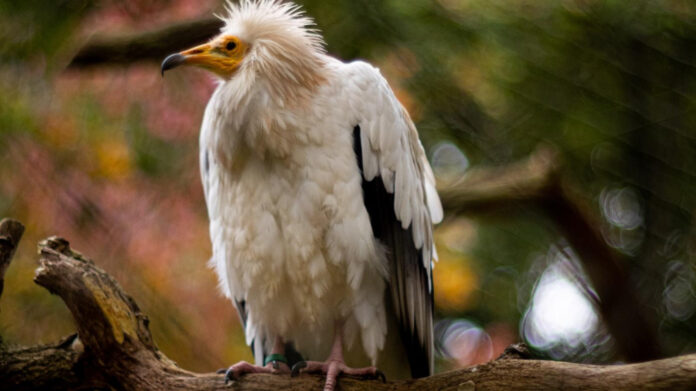 pueblo-zoo-a-guide-to-colorados-wildlife-oasis.jpg Pueblo Zoo: A Guide to Colorado’s Wildlife Oasis