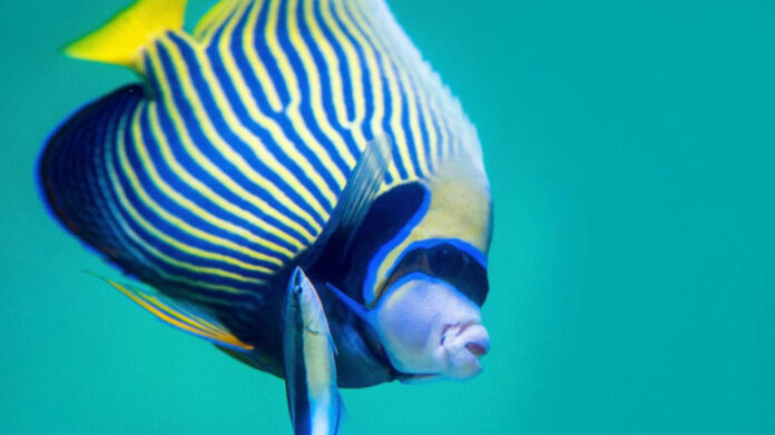 Aquariums in North Carolina: A Visitor’s Guide