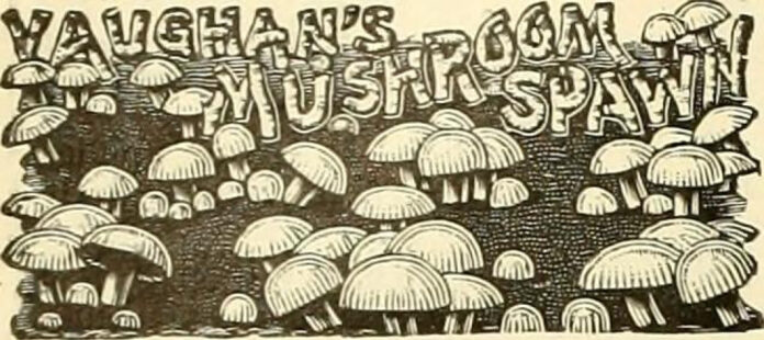 Discover Mattituck Library: A Community Hub for Learning