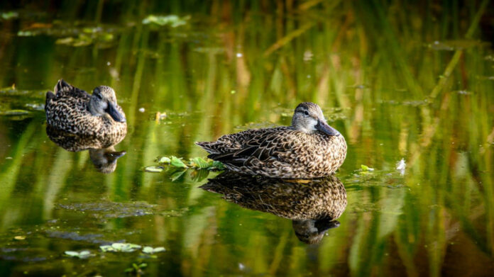 mulard-ducks-a-comprehensive-guide-to-hybrid-breed.jpg Mulard Ducks: A Comprehensive Guide to Hybrid Breed