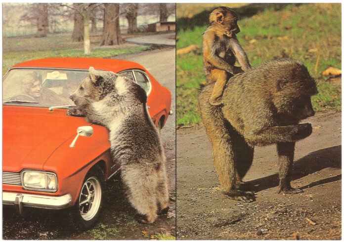 The Truth About Bullhooks: What You Need to Know