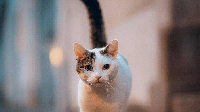 cute-and-stylish-cat-bikinis-perfect-for-summer.jpg Cute and Stylish Cat Bikinis: Perfect for Summer!