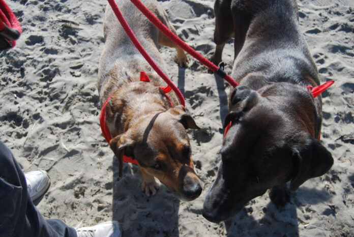 Clatsop County Animal Shelter: A Guide to Adoption