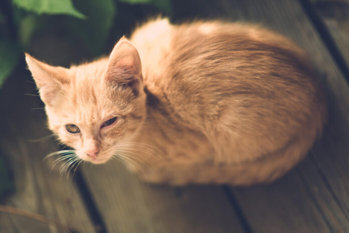 Explore Little Rock Animal Village: A Haven for Pets