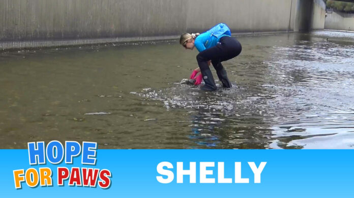 Honor Animal Rescue: Saving Lives & Giving Hope