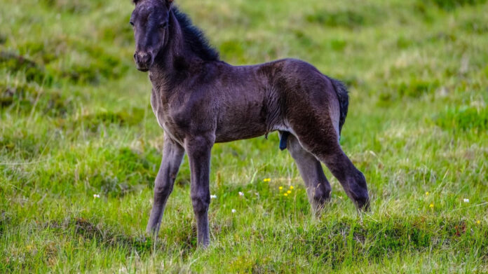 Discover the Majestic Seal Bay Horse Breed