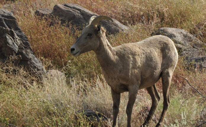 Exploring the Unique Characteristics of the Borrego Animal