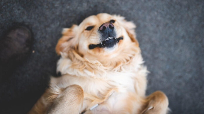golden-retriever-rescue-nc-find-your-perfect-companion.jpg Golden Retriever Rescue NC: Find Your Perfect Companion