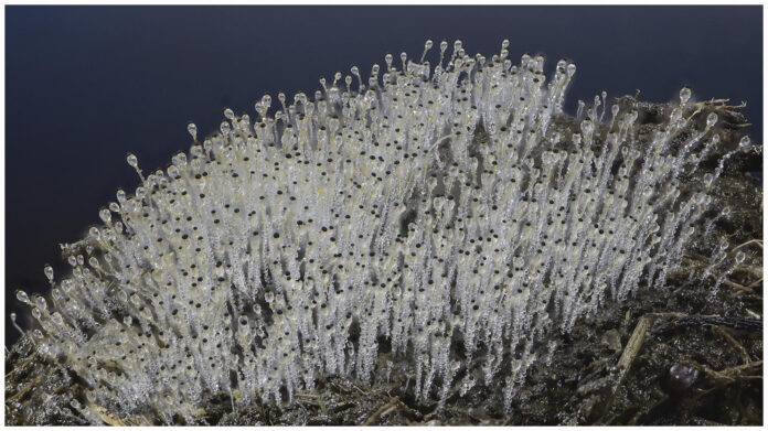 pilobolus-a-guide-to-the-fascinating-fungus.jpg Pilobolus: A Guide to the Fascinating Fungus