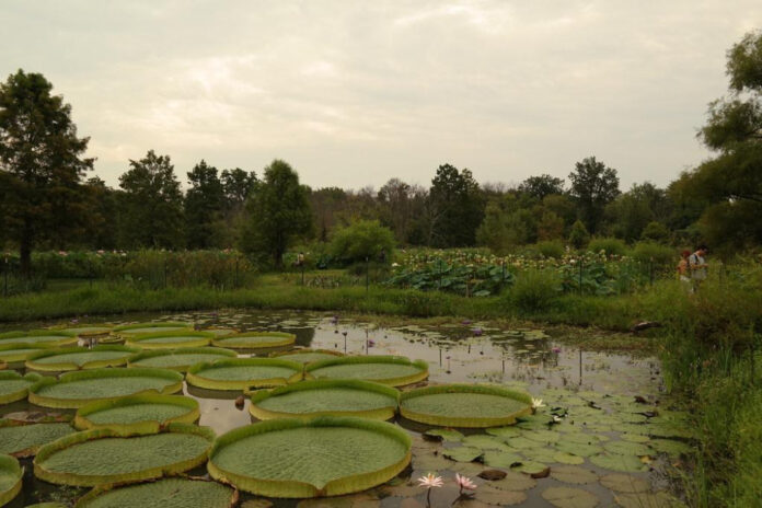 Exploring Kenilworth Aquatic Gardens: A Natural Oasis