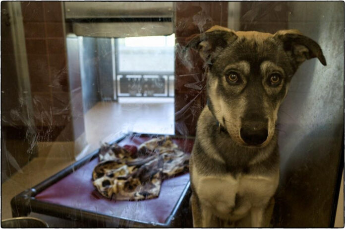 Discover Central VT Humane Society: Animal Rescue & Adoption