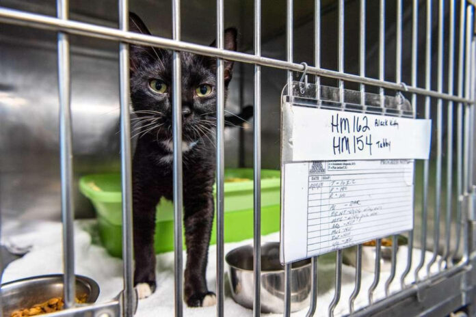 Discover the Benefits of Hi Tor Animal Shelter