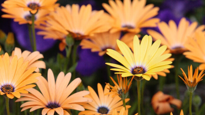 Benton Franklin Humane Society: Providing Care for Animals in Need