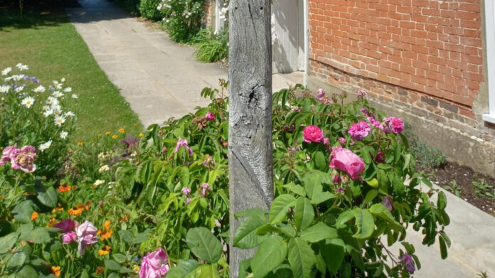 Alice Austen: Pioneering Photographer and LGBT Advocate