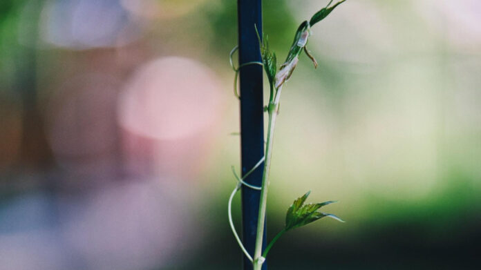 Exploring the Impact of Grace Ministries on Communities