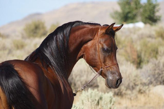 Exploring Wild Horse Ranches: A Unique Experience