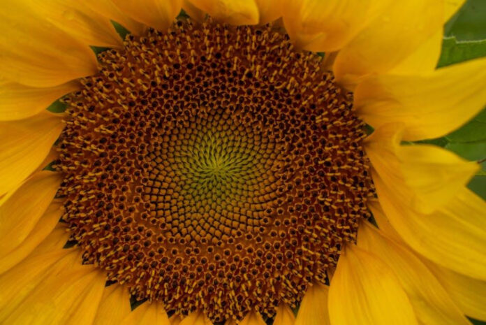 Exploring the Benefits and Services of Flora Inc